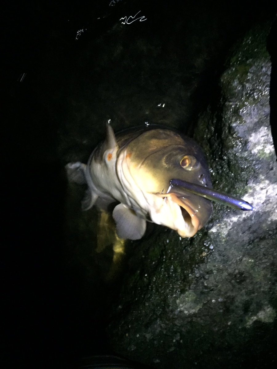 ぺろたん バス釣り 久しぶりの夜釣り 今回もバッチリ釣れました 鯉がw 今回もジャッカルのセイラーミノー 鯉の夜釣り鉄板かよw たまたまかなと思ってセイラーミノー80にしたら当たりが全く無くて70にするとヒットしまくるという 2匹目はスレだったけど ぺろたん バス釣り 久しぶりの夜釣り 今回もバッチリ釣れました 鯉がw 今回もジャッカルのセイラーミノー 鯉の夜釣り鉄板かよw たまたまかなと思ってセイラーミノー80にしたら当たりが全く無くて70にするとヒットしまくるという 2匹目はスレだったけど