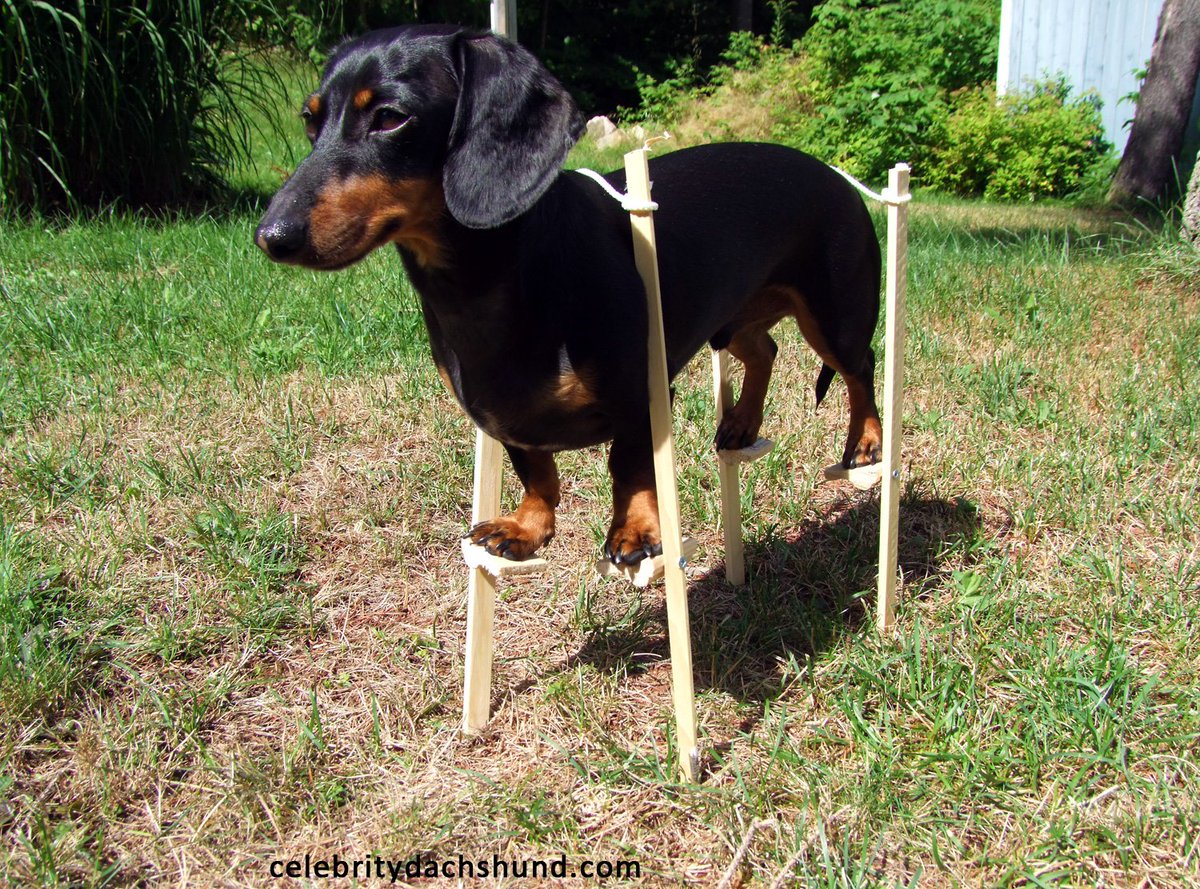 drucs's tweet photo. Improve your life, like this dachshund, Come to the 5pm mic @NewYorkComedy
$3 for 5 mins and also win a chance at a spot on a produced show. https://t.co/YL5JBWuuMu