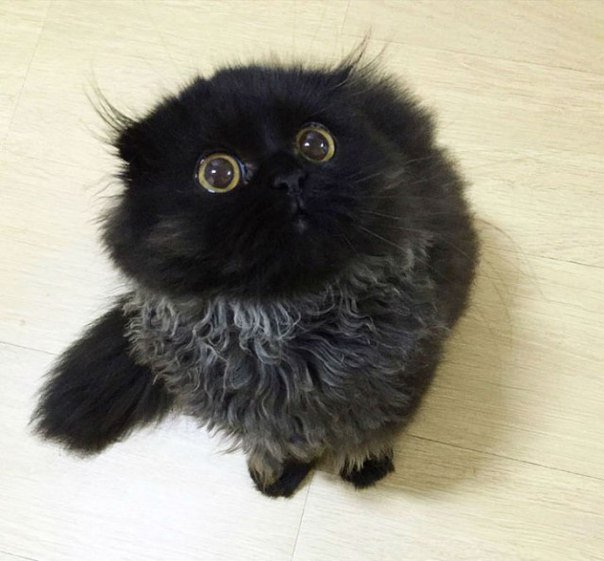 drunktwi's tweet photo. Кот Гимо является обладателем невероятно больших глаз из-за которых он практически всегда выглядит удивленным. https://t.co/A65tGtQNnr