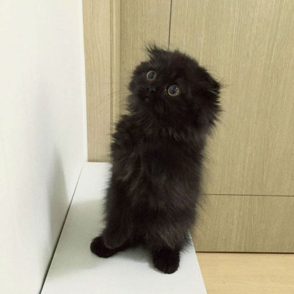 drunktwi's tweet photo. Кот Гимо является обладателем невероятно больших глаз из-за которых он практически всегда выглядит удивленным. https://t.co/A65tGtQNnr