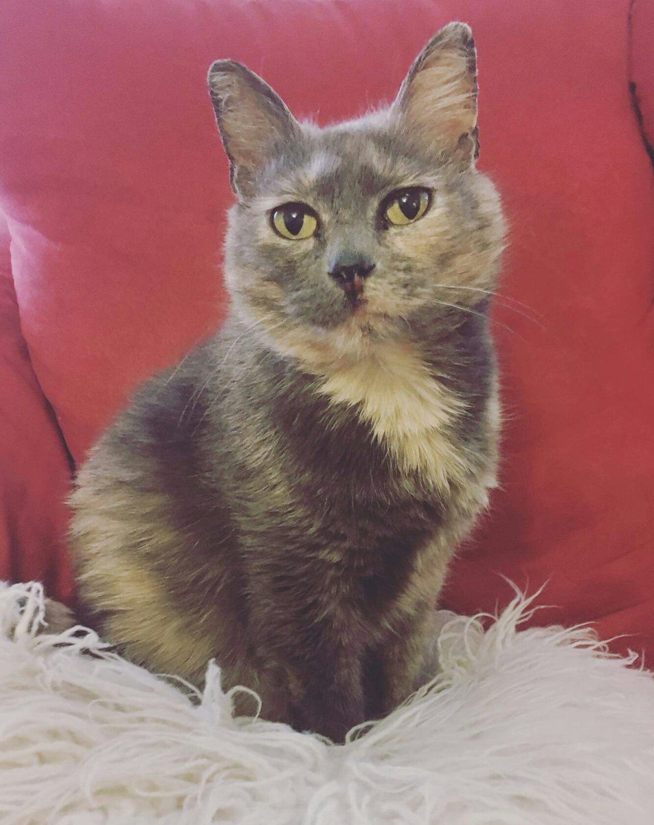 FTAnimalRescue's tweet photo. Princess Madge invites you to meet her Saturday from 11am-4pm @ the MWC Petsmart! #Adopt #Petsmart #Rescue #cats #Alwaysadopt https://t.co/G6V2fpJq0F