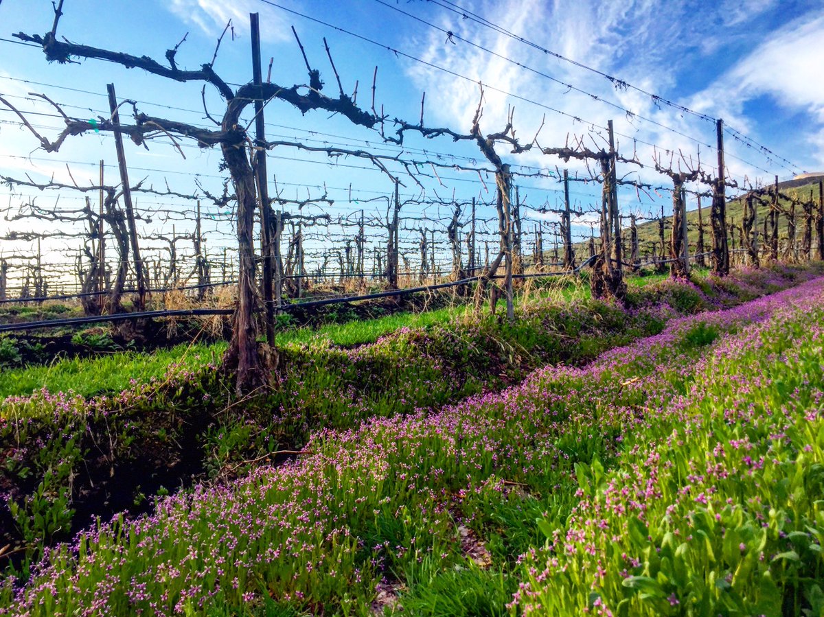 BadgerMtn_PowersWine tweet media