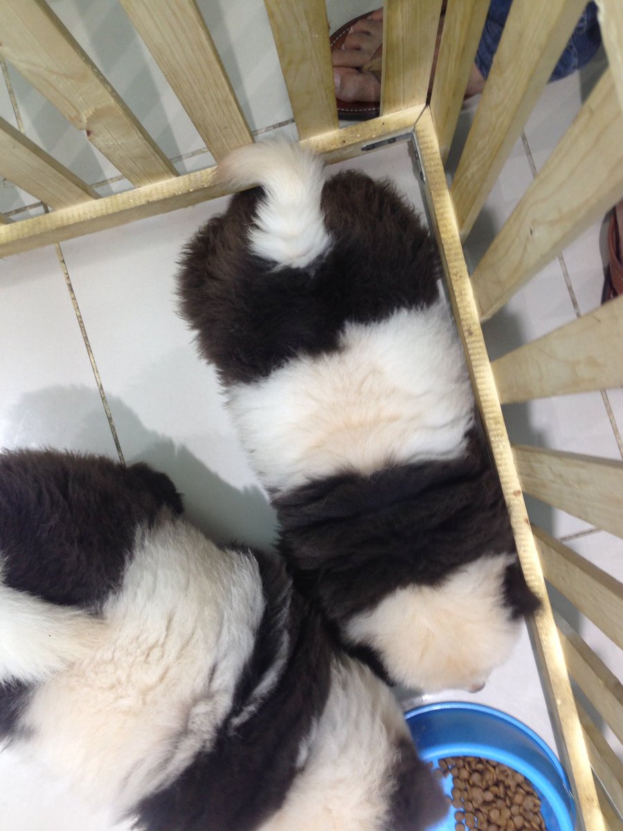 vonMitternacht's tweet photo. #dogepanda https://t.co/y2T7siqwwa