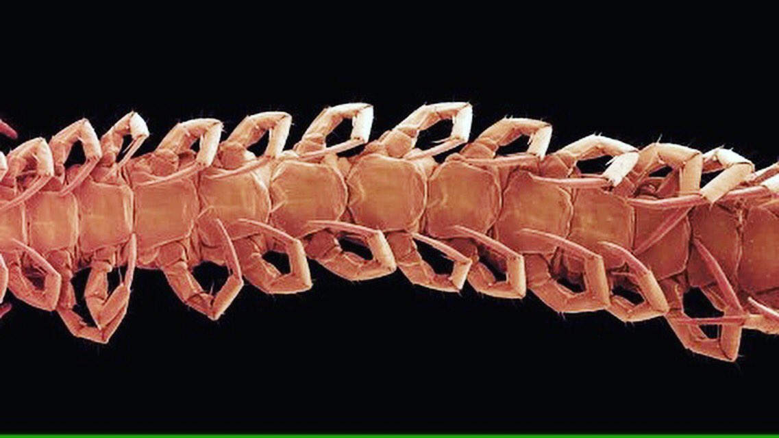 While not quite "millennial pink" this centipede's underside shows wonderful color via electron microscope. Invertebrate, in glory. #science