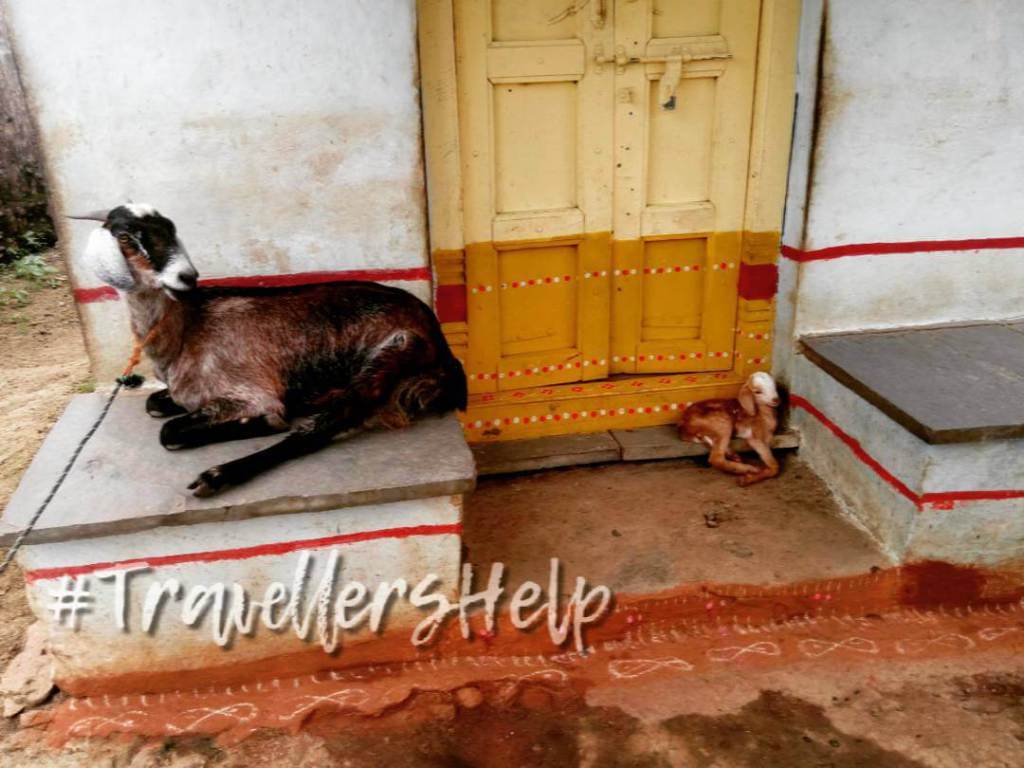 Travel_Osm's tweet photo. Travel-The domestic goat in Village-Travellershelp https://t.co/uKq5tvQnAh https://t.co/QpPYLmbRHD