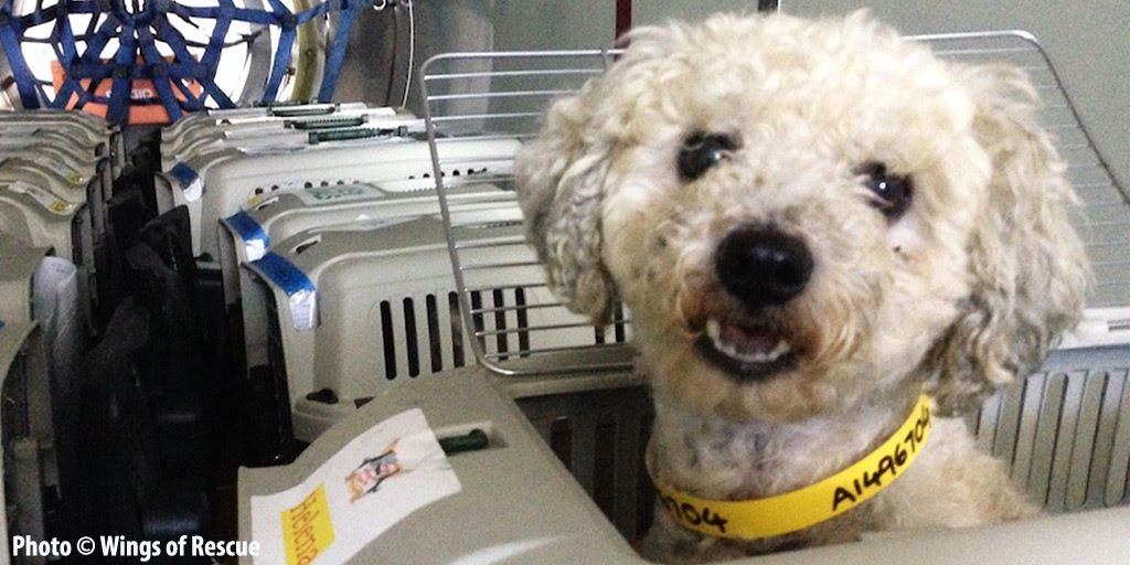 TheAnimalRescue's tweet photo. Help #save adoptable animals! 🌟 Learn more here: https://t.co/hFynB17Hsk https://t.co/18ySYughMO