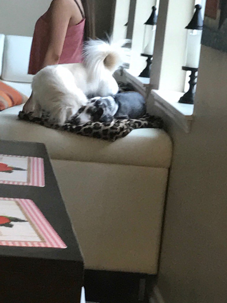 Marilyn giving kisses to her sis..🐶