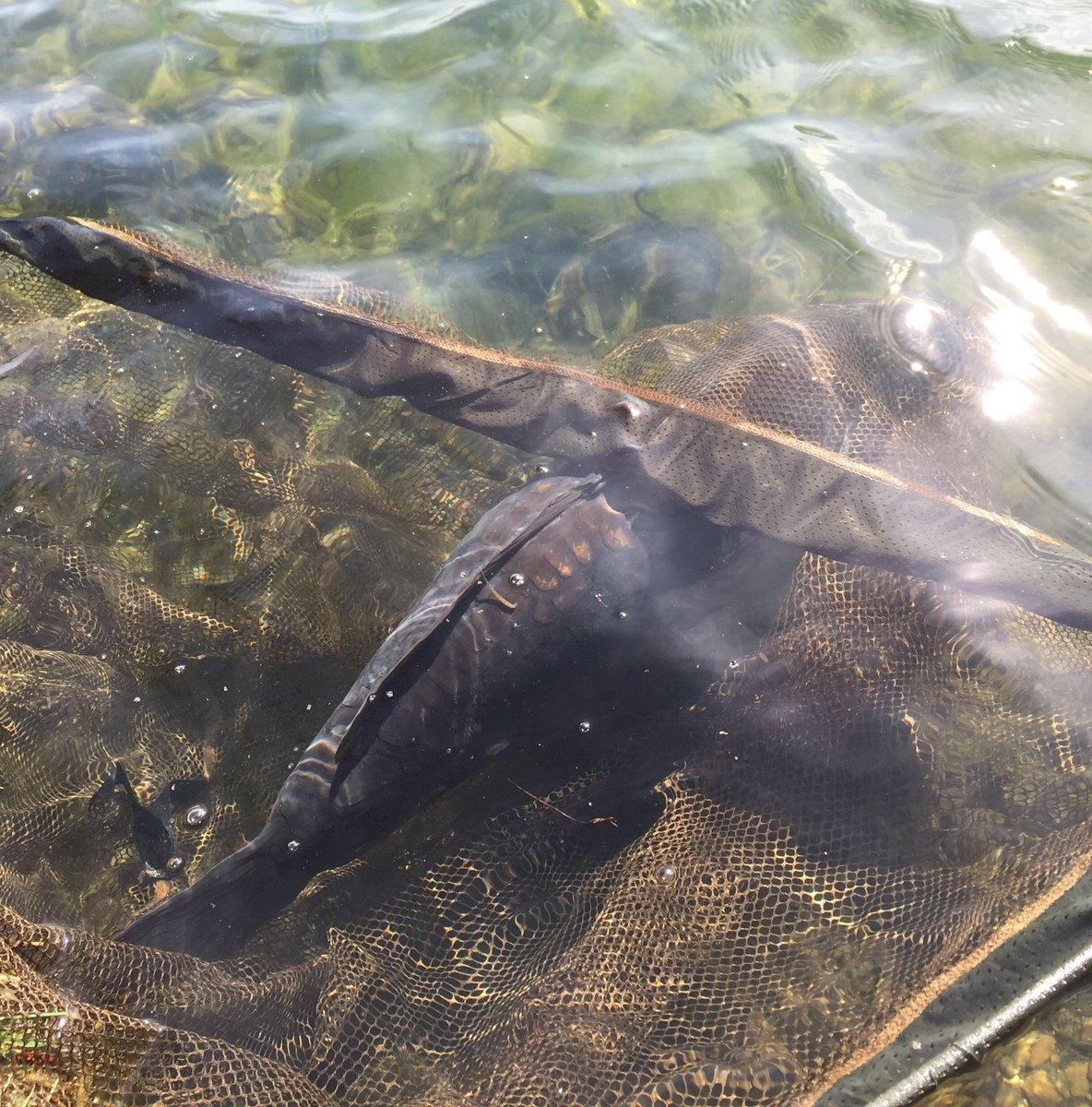 One sulking from a mental 24-hour session on Hardwick Lake. Now it's time to pack my bags and then onto Manchester for the <a href="/NAnglingShow/">NorthernAnglingShow</a>