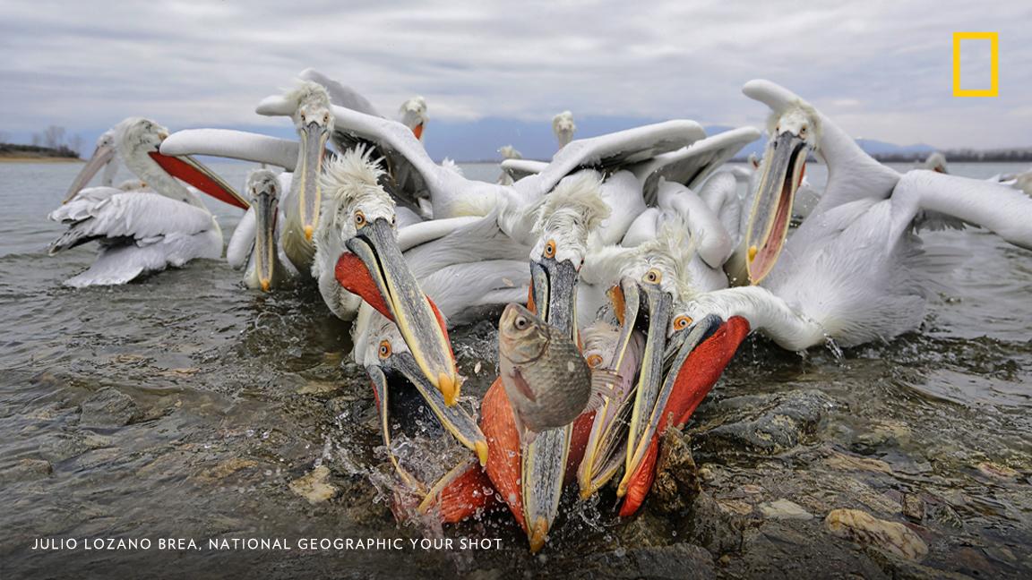 Top Shot: Catch of the Day ln.is/3K8GC #YourShot by #NatGeoPhotos via <a href="/c0nvey/">Convey</a>