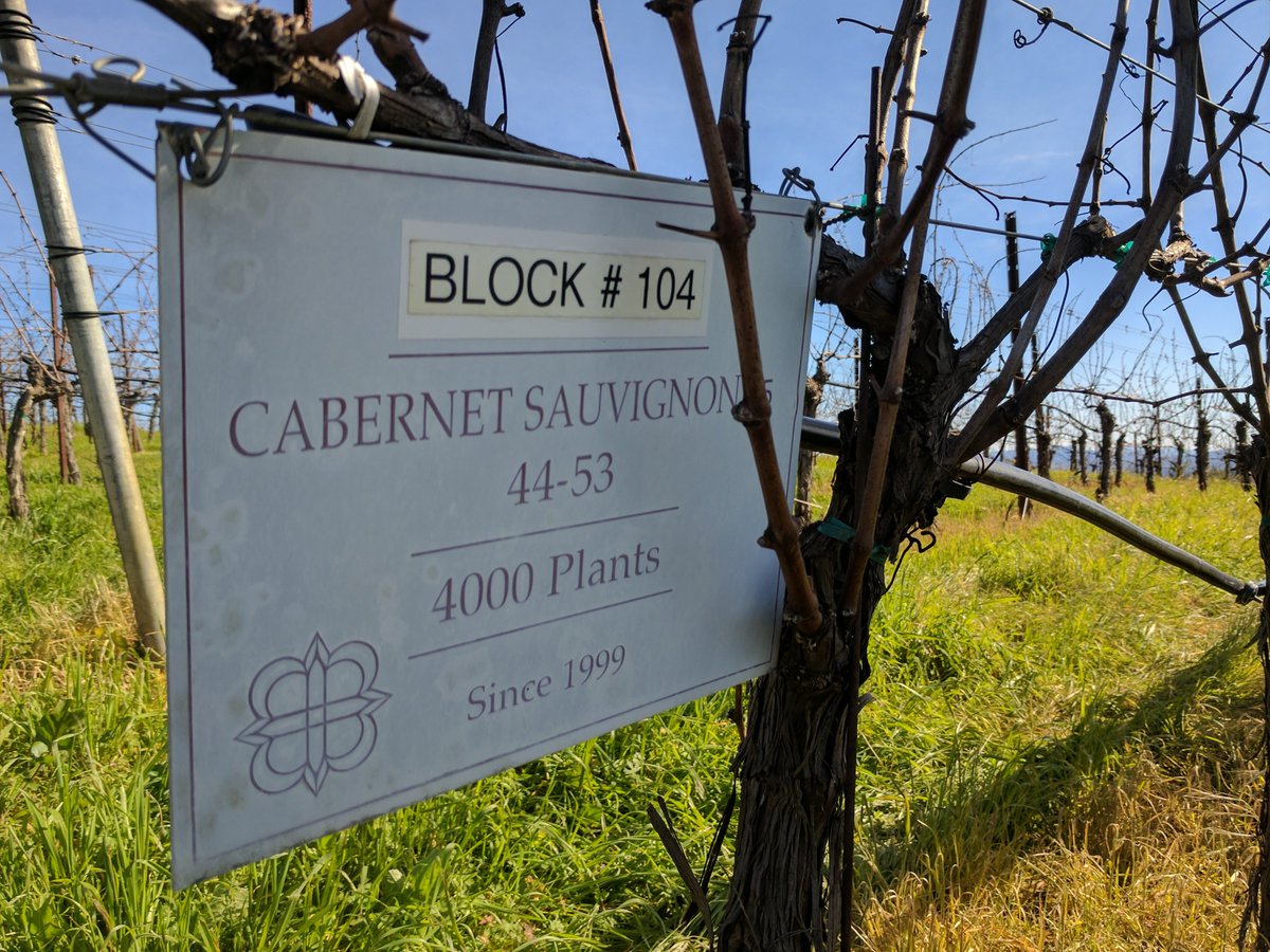 M_Schlumberger's tweet photo. We have arrived #cabernetsauvignon #bradfordmountain #block104 https://t.co/FDChINDrFN