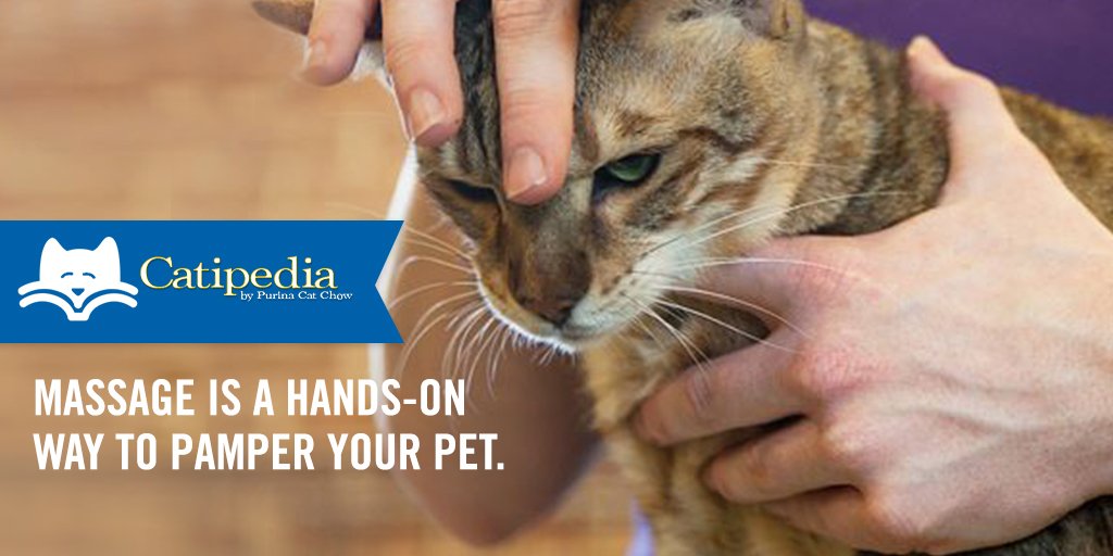 PurinaCatChow's tweet photo. The loud purring. The half-closed eyes. The pure joy. Learn the art of pet massage and become your cat's favorite. https://t.co/cuoDOEeXbp https://t.co/Wljhvc2kQG