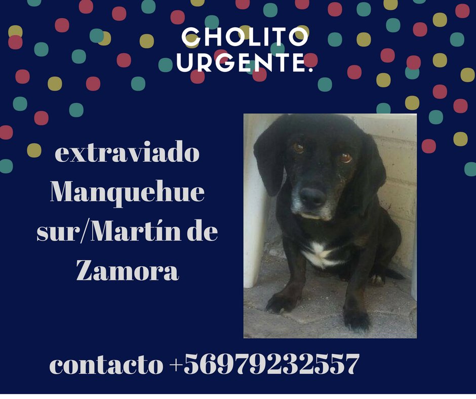 Cholito sigue perdido, lo vieron en providencia cerca de la U Finis Terrae