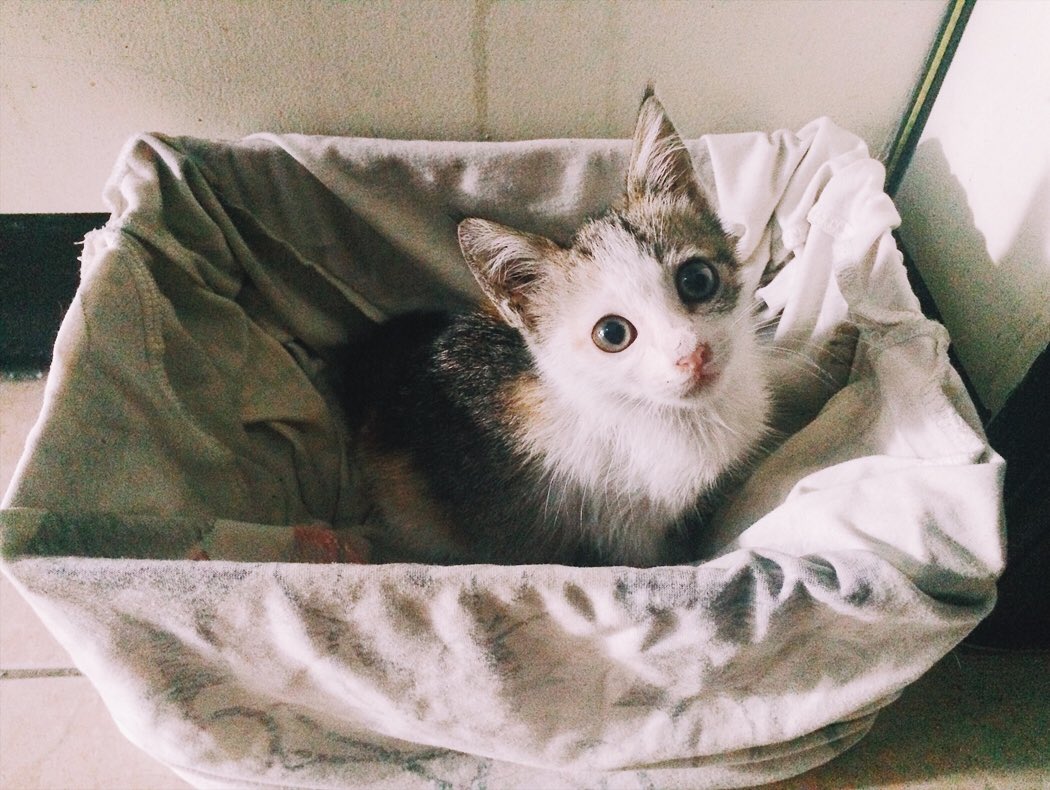 _chainyan's tweet photo. Calico kitten, contacts, okonomiyaki – 12/52 https://t.co/WFiMZh5pU2 #project52 #phbloggers https://t.co/tBQYdesKZB