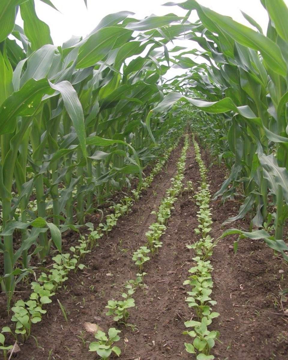 Find #covercrop photos thanks to <a href="/SAREProgram/">SARE Program</a> cover crop image library: covercropimages.sare.org