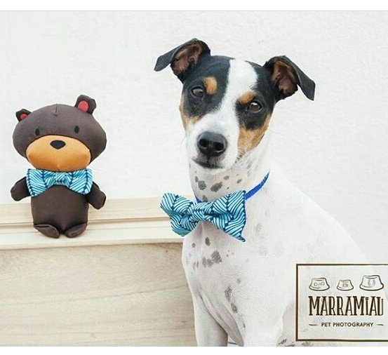 ForDOGever's tweet image. Pronto tendremos más novedades en #ForDOGever 😍😍 fordogever.com