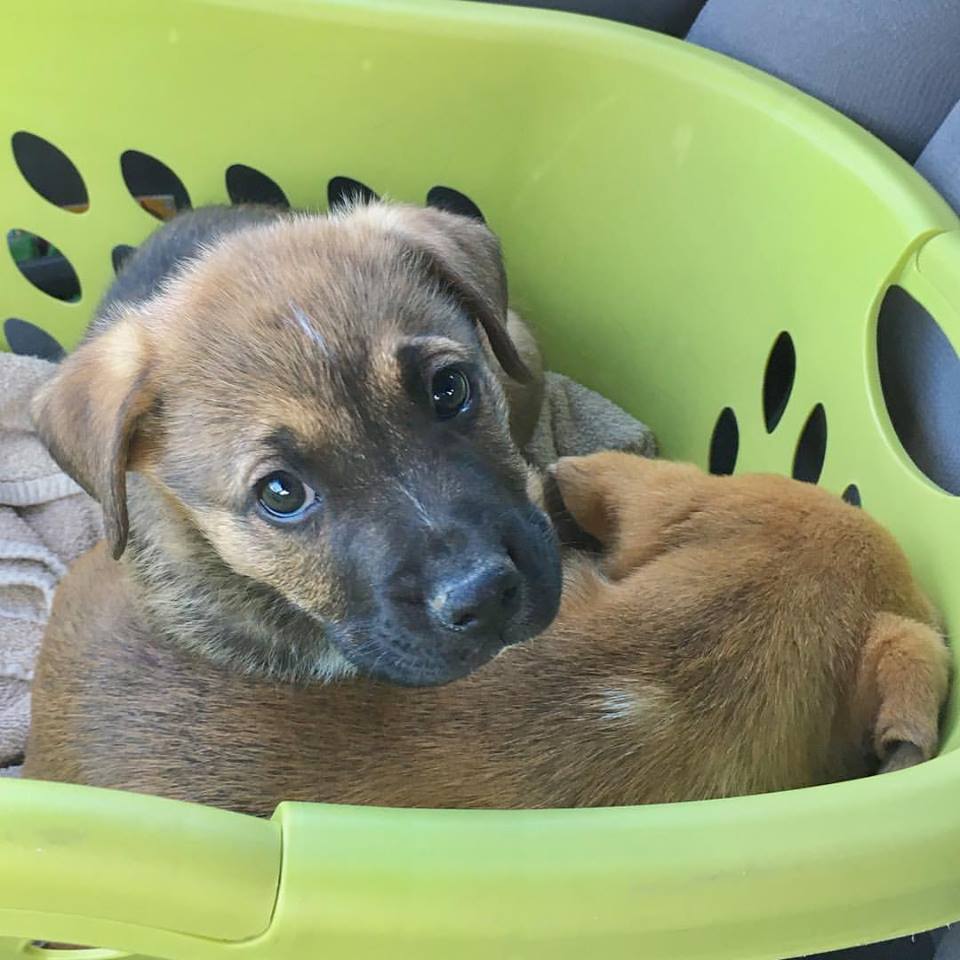 humaneworldorg's tweet photo. Two adorable puppies can make any Thursday feel like a Friday! 😍 #FridayEve #ThursdayThoughts https://t.co/LbNWO9n5Vd