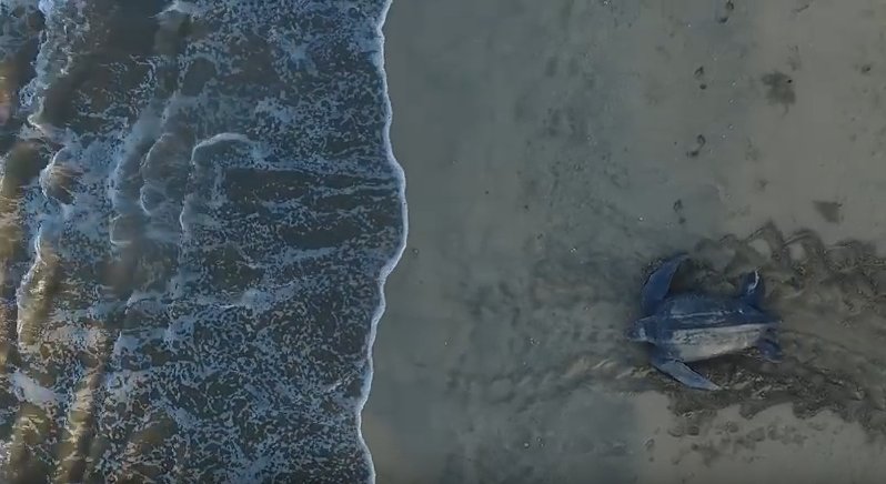 mongabay's tweet image. Watch a leatherback sea turtle return to the ocean after nesting on a Costa Rica beach: ow.ly/6aMb30aop65