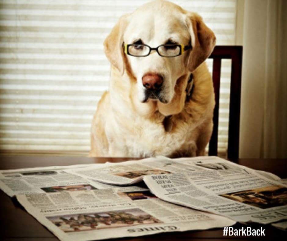 FEDPBarkBack's tweet image. JUST IN: check out this story about #EvergreenDogPark in the @CanyonCourier canyoncourier.com/content/elk-me… Ask @JeffcoOpenSpace to save our park!