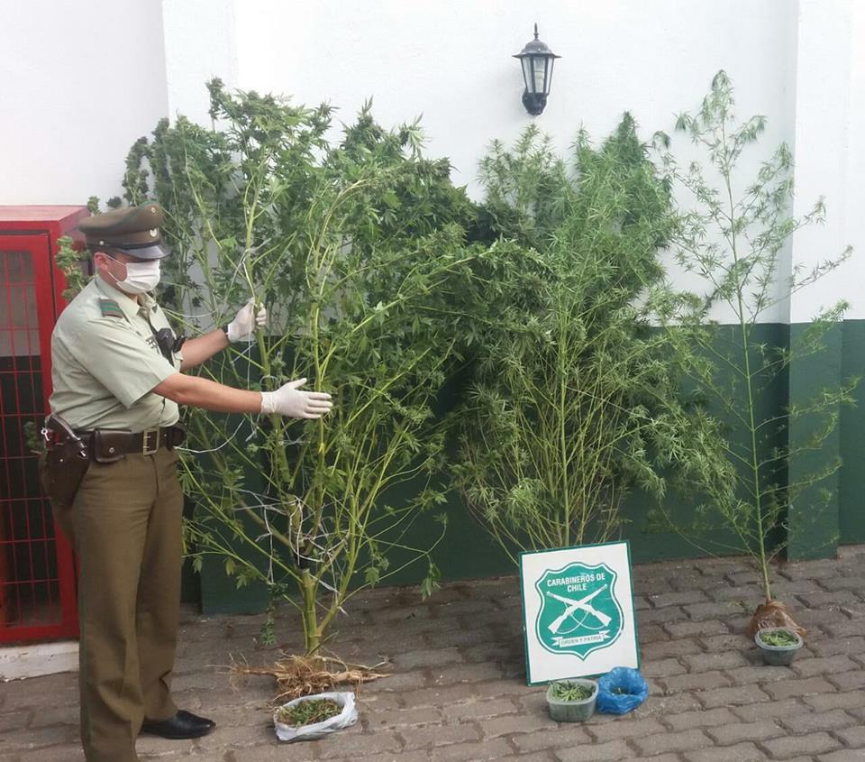 3 jóvenes fueron detenidos por cultivar plantas de marihuana en domicilio de Colbún rbb.cl/gdah