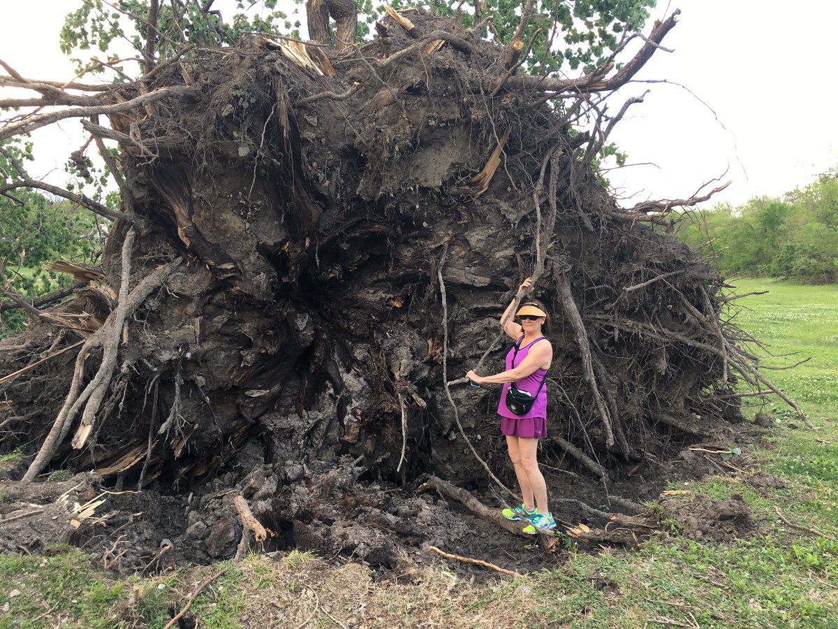 stewjackcity's tweet image. One of the largest and oldest #cottonwood #trees at White Rock Lake was knocked down during yesterday's storm @NBCDFW @NBCDFWWeather
