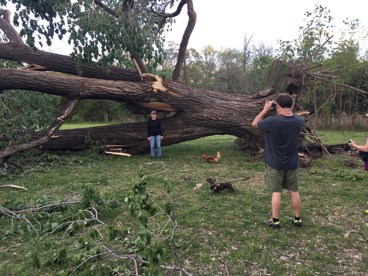 stewjackcity's tweet image. One of the largest and oldest #cottonwood #trees at White Rock Lake was knocked down during yesterday's storm @NBCDFW @NBCDFWWeather