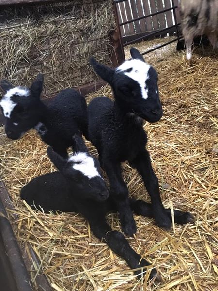 Altogether now .... ahhh! Triplets. A rare occurrence on the farm. Time for champagne.