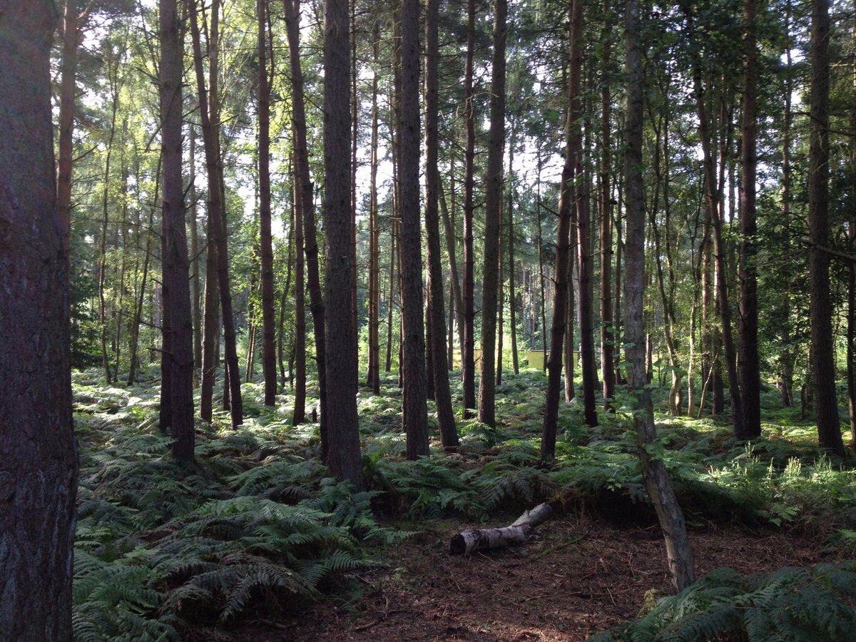 PracBrownLtd's tweet image. 70min special @BBCCountryfile on #forests 6:50pm Sunday
🌳Are enough trees being planted
🌲Tree inventory
🏭Timber production
🐴Working horses