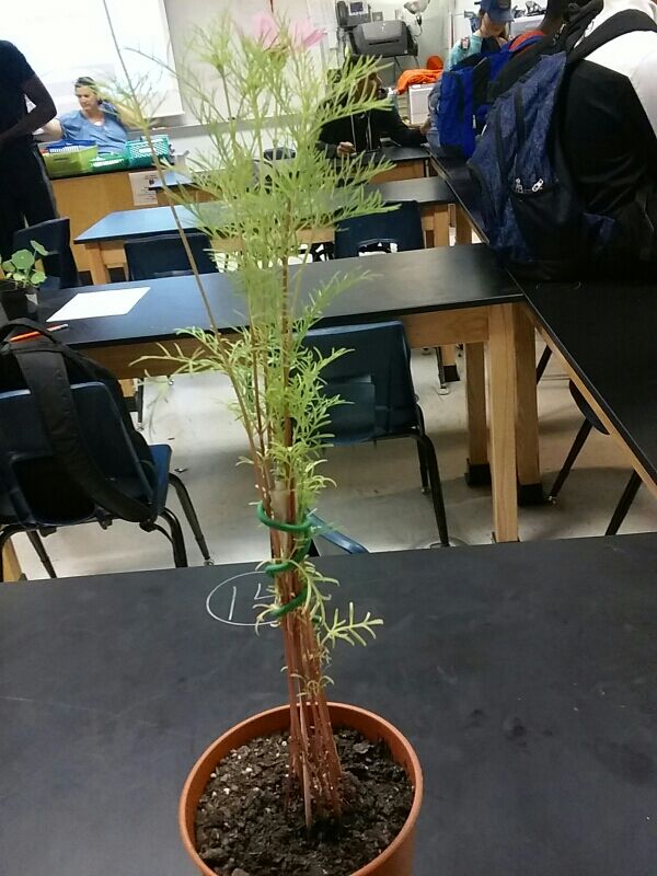 brittb2000's tweet image. 💗 I accomplished a plants life