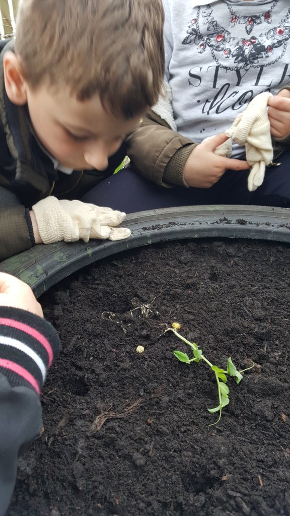 BothkennarC1's tweet photo. Class 1 deciding where it is best to plant their vegetable seedlings @BothkennarPS https://t.co/jm4IXofF2G