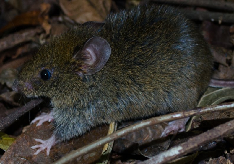 muymaps's tweet photo. Prist at al. (2017) available! 🌎🐀🌳📊
@mcr_unesp_br @ProInterface @jp_metzger @Calebe_PMendes
#riskmaps #hantavirus https://t.co/4v1LZPG54L https://t.co/bwFXQ7TVwY