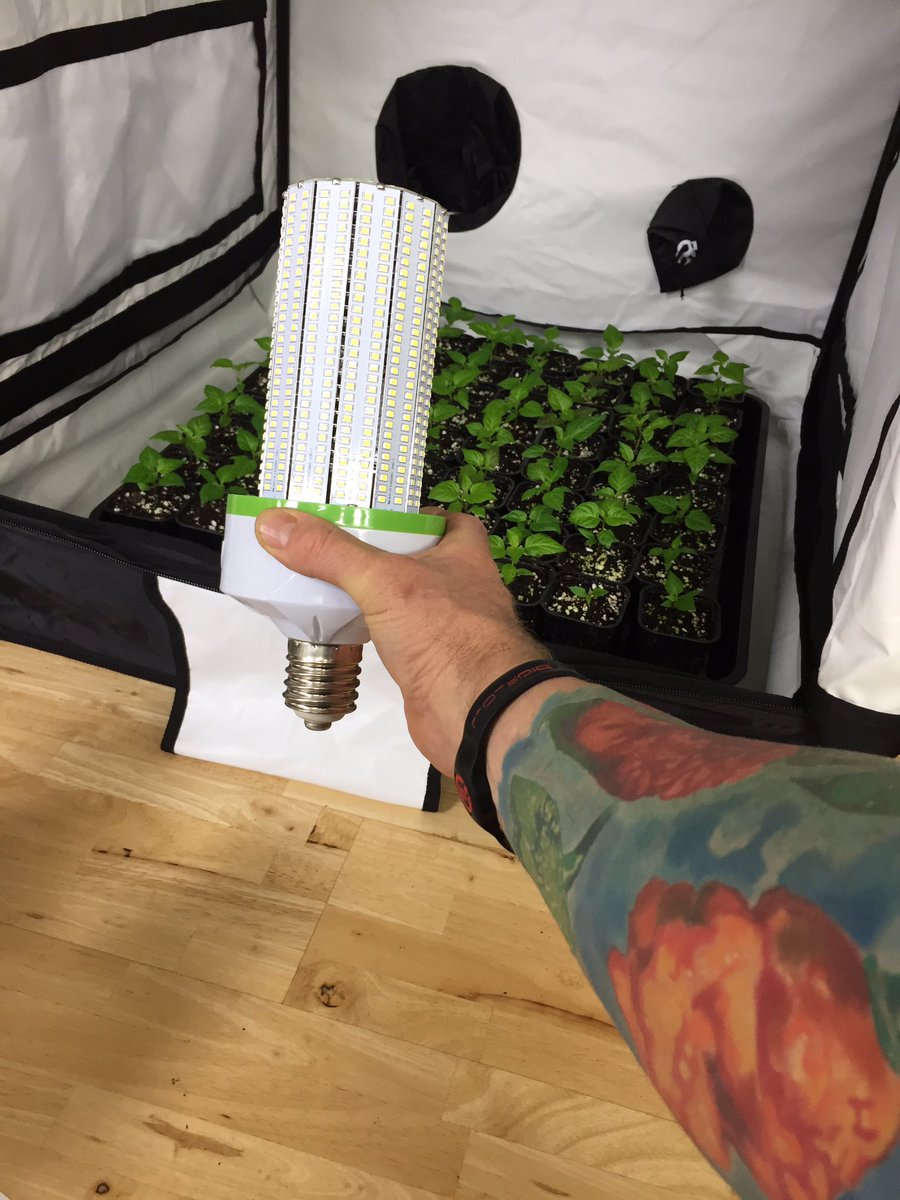 DevonChilliMan's tweet photo. @NPKTECHNOLOGY I usually have my lights set on timer of 18on 6off would it be the same with this #LED #cornlight ? https://t.co/XXeO3FHKZe