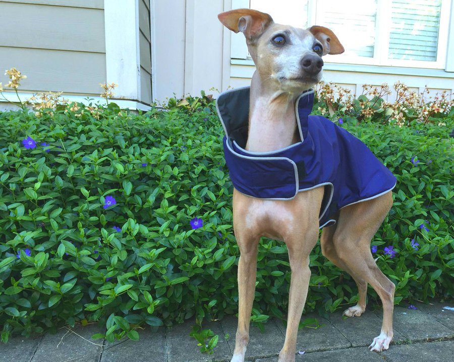 If you like #local bring your paws over to <a href="/BonesPetStores/">Bones Pet Stores</a> #Yaletown for a great selection of truly #Canadian goods for #dogs #ShopLocal