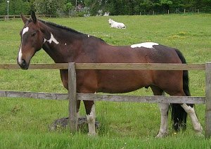 RDARavelrig's tweet photo. Did you know you can #adopt one of our specialised #horses for just £30 a year.  They make a great #birthday #gift https://t.co/kHabt2wDwO https://t.co/SEHhBJFv02