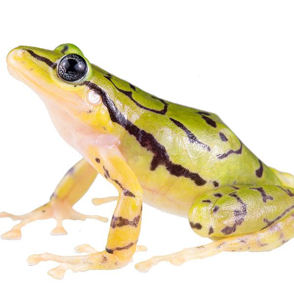 ResearchCSU's tweet photo. It's not everyday a @ColoradoStateU researcher discovers a new species. https://t.co/MWLIdmjKKm #RamResearch #GreenandGold https://t.co/dyCM9M8DS8