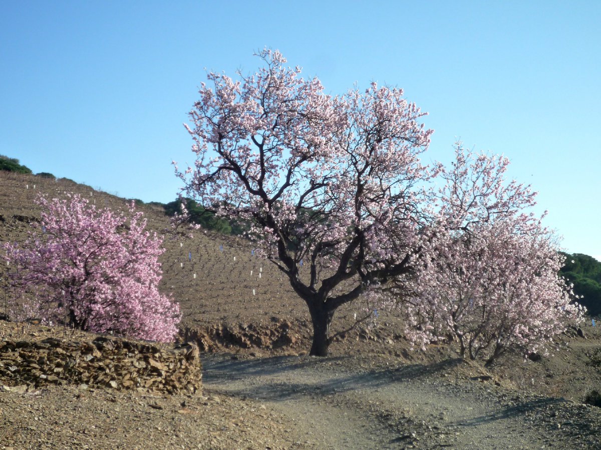 Un régal pour les yeux et pour les papilles : zoom sur les amandiers ! RDV sur le blog ▶️flordaki.fr/les-amandiers/🙂
#amandes #flore #desserts