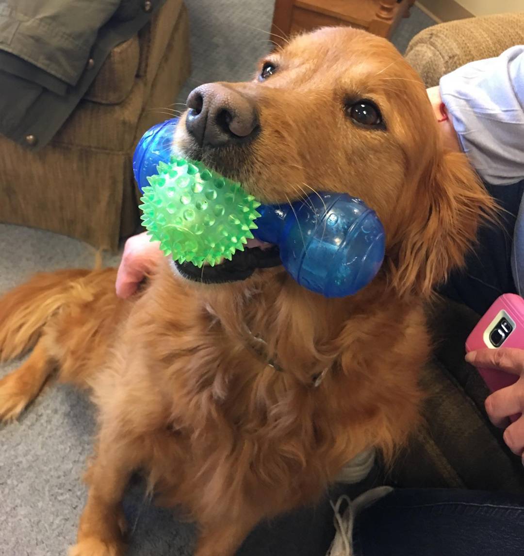 OARCPetConnect's tweet photo. Our #VolunteerDog, Jessie, is pretty talented! She caught not one toy, but two during yesterday's OT session at #OntarioARC! https://t.co/R9Y6xz2QNf