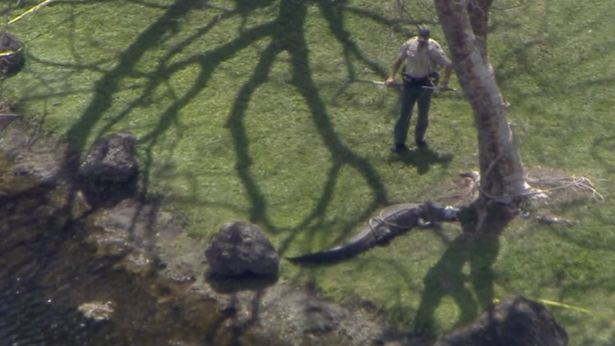 WATCH LIVE Large alligator lurking in Kendall neighborhood captured bit.ly/2nDOeOK https://t.co/j19IJEK8AO