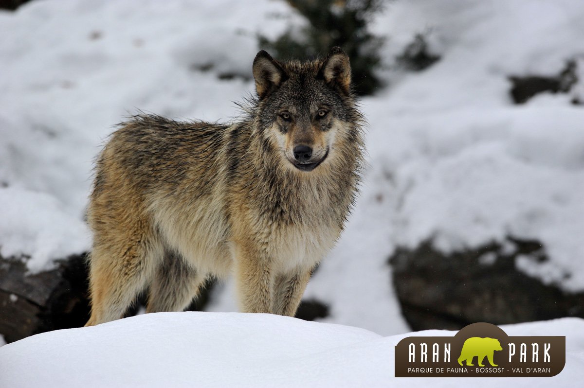 AH_LaVallBlanca's tweet photo. Cuando tus hijos preguntan Qué hacemos este finde? Descubrir la fauna salvaje del Pirineo? reservas@lavallblancavielha.com +34 973 64 30 24 https://t.co/bFfESF0qC7