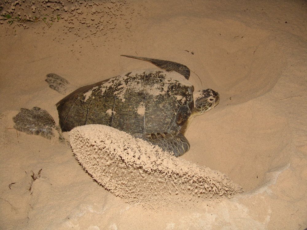 SEEturtles's tweet image. Join us to help study green sea turtles in Guanahacabibes National Park &amp;amp; explore historic Havana #Cuba: buff.ly/2nm4TEV