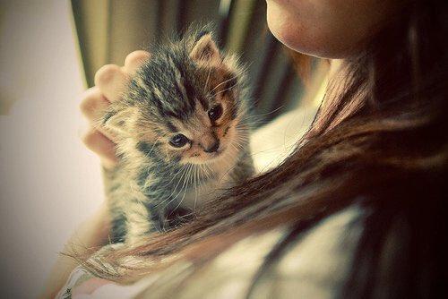 #NeverAskAWoman how many cats they have