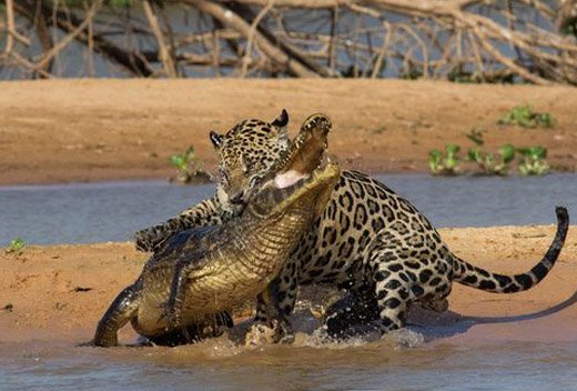 さめ 9章済 A Twitteren ヘラジカがジャガーの腕つかんで 強そうな腕だなぁ といったのは ジャガーが小動物を狩る際に行う強力な猫パンチ アルマジロだろうが一発で仕留める が由来か 船担いで泳いでる変なお姉さんの印象だが 頭蓋骨ごと噛み砕く咬筋力や ワニ