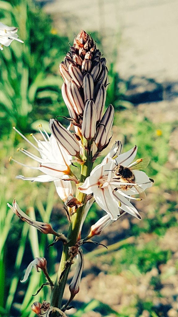 CharlesFinidori's tweet image. In pienu travagliu 🐝 #veranu #Corsica