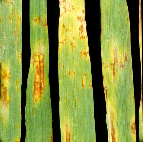Bayer4CropsUK's tweet photo. Control diseases like #leafstripe, #loosesmut and #netblotch in #springbarley with Raxil Star https://t.co/EmWfqHpO2R https://t.co/kWZHokiVQ2