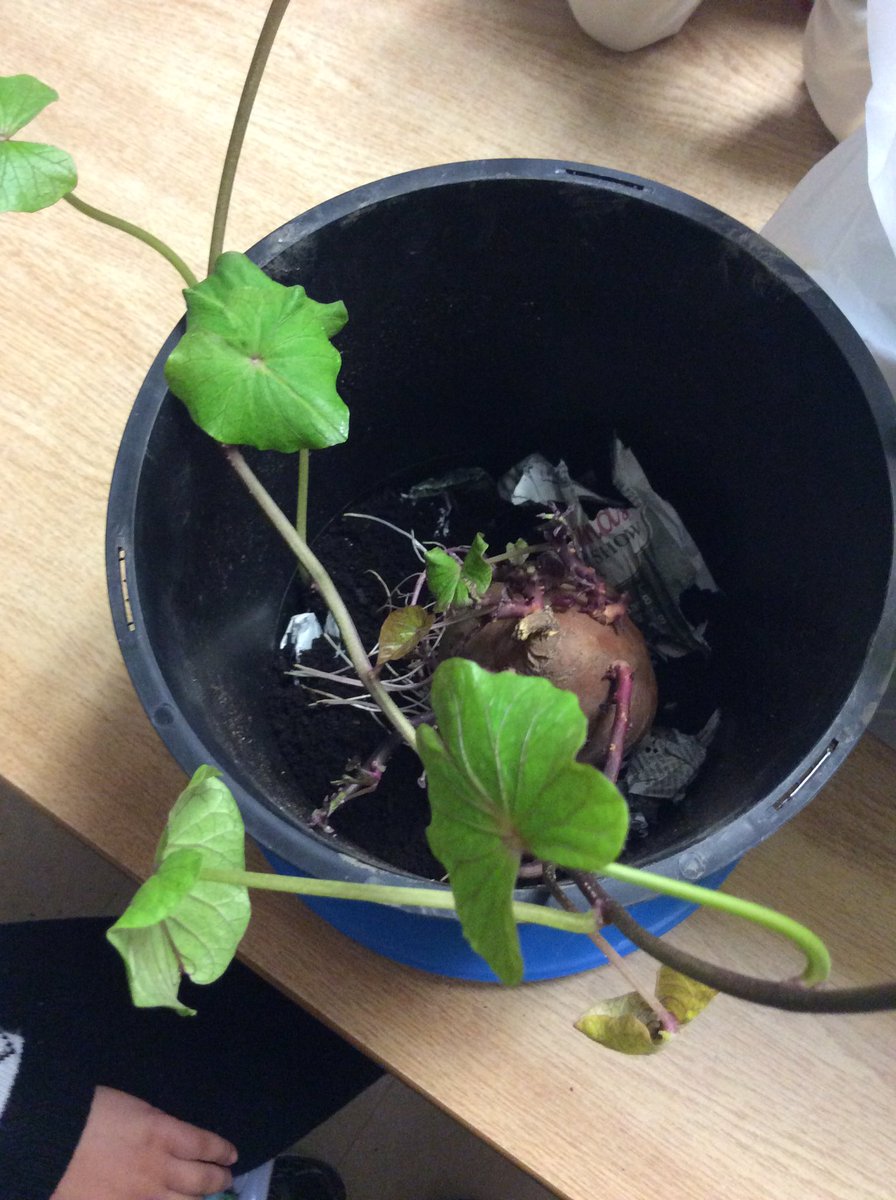 ganguly_earlyrs's tweet photo. Today we planted our sweet potato. We are going to observe what happens next.#sweetpotato #scienceobservation https://t.co/WKfZG4u3NG