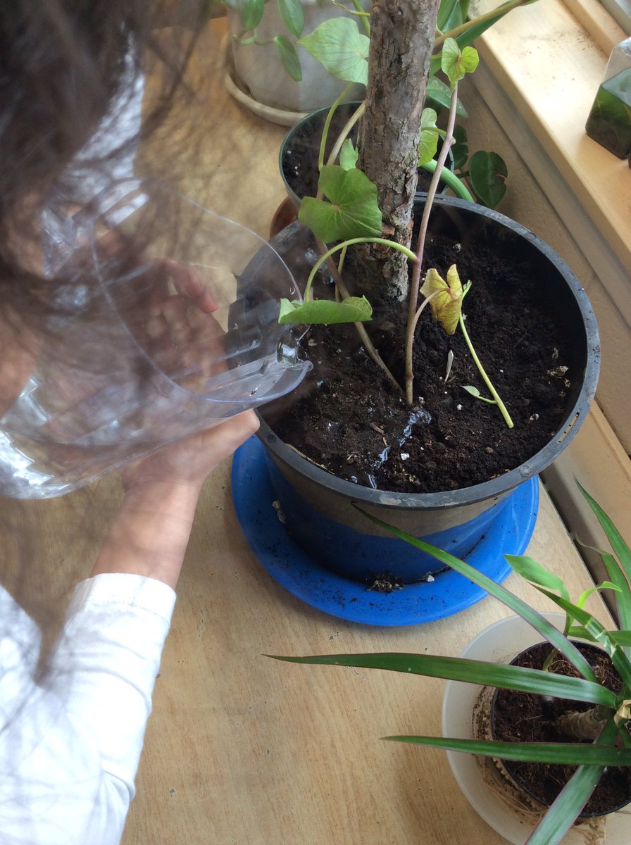 ganguly_earlyrs's tweet photo. Today we planted our sweet potato. We are going to observe what happens next.#sweetpotato #scienceobservation https://t.co/WKfZG4u3NG
