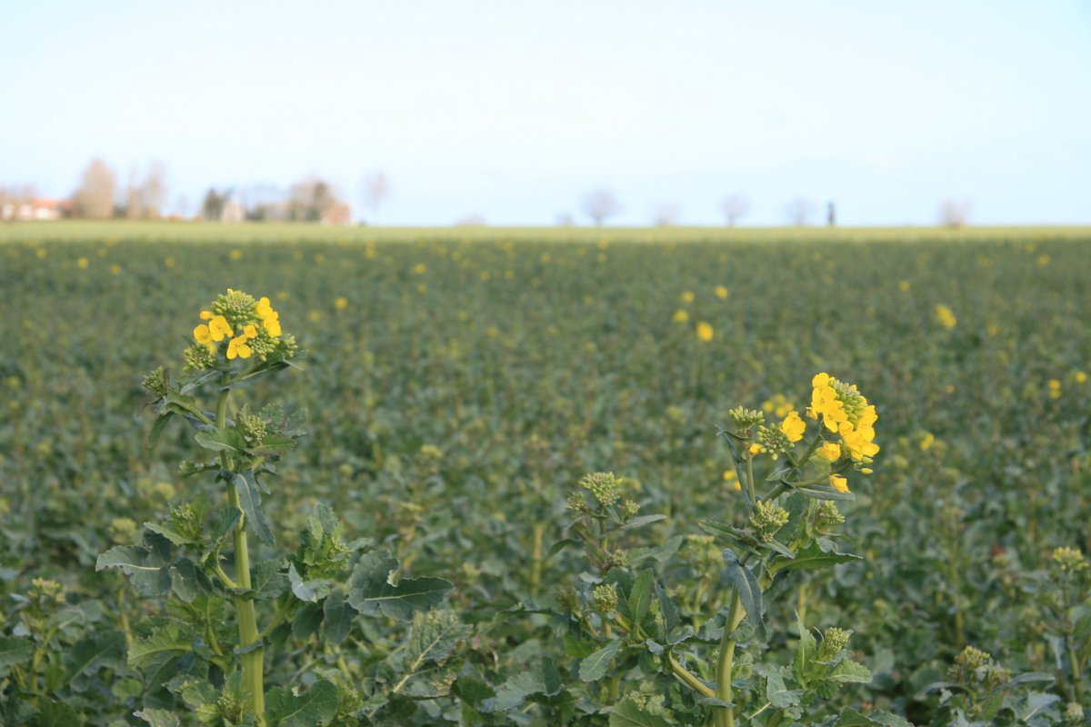 broadsspiritual's tweet photo. Broads
Oilseed rape coming
into flower heralds yet
one more phase of spring

Don't just pass by, but
stop and look at all
the yellow colours https://t.co/UxY4xx3jut