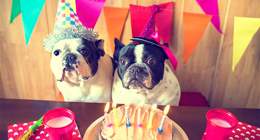wideopenpets's tweet photo. Throw your dog the best party ever with the help of @Pawtyinabox! https://t.co/vn4UmyTfAw https://t.co/U0P9yHuaL6