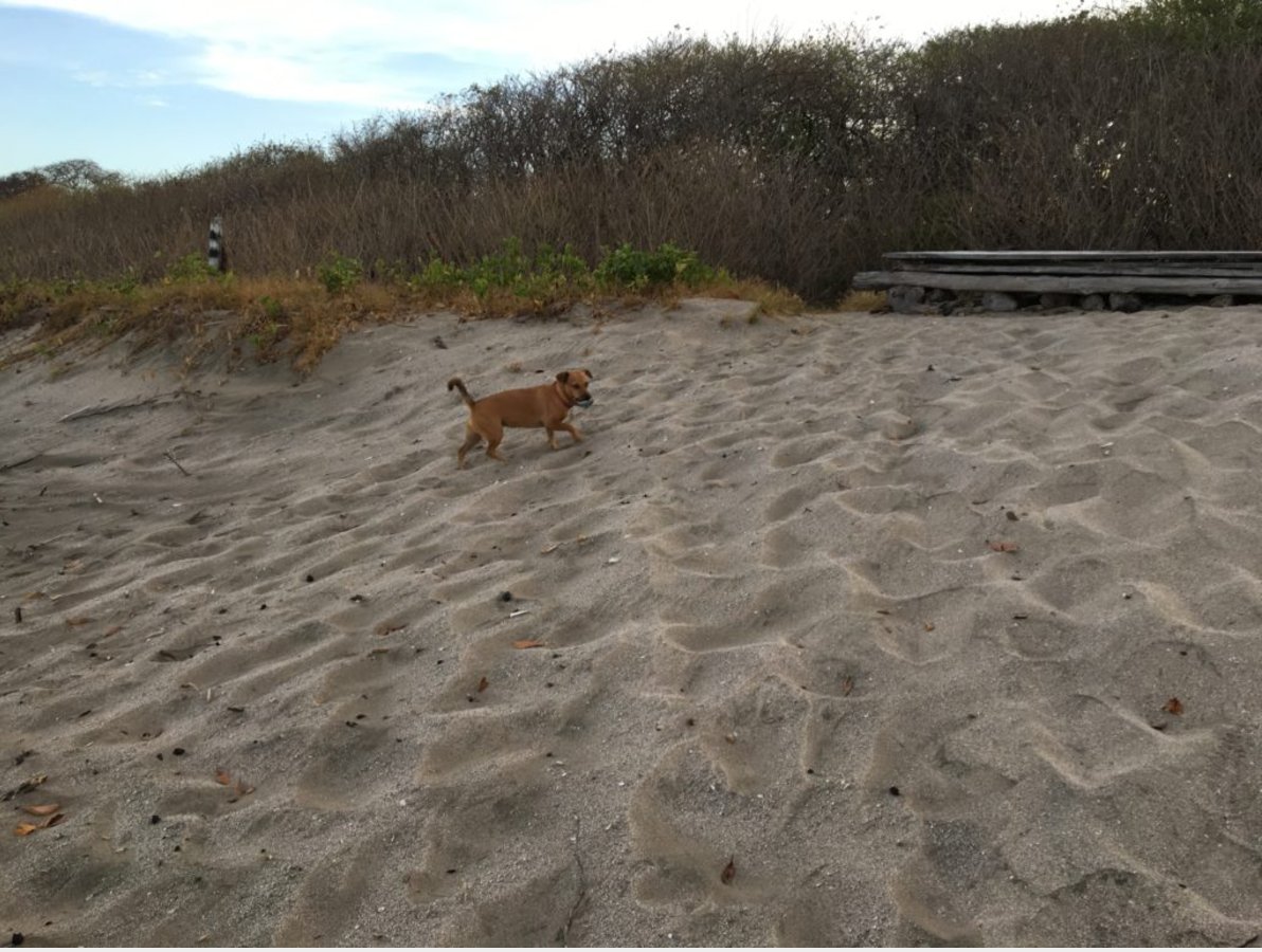 WildAid's tweet image. One More Threat for the East Pacific Leatherback #seaturtles @natgeo @leatherback voices.nationalgeographic.com/2017/03/29/one…