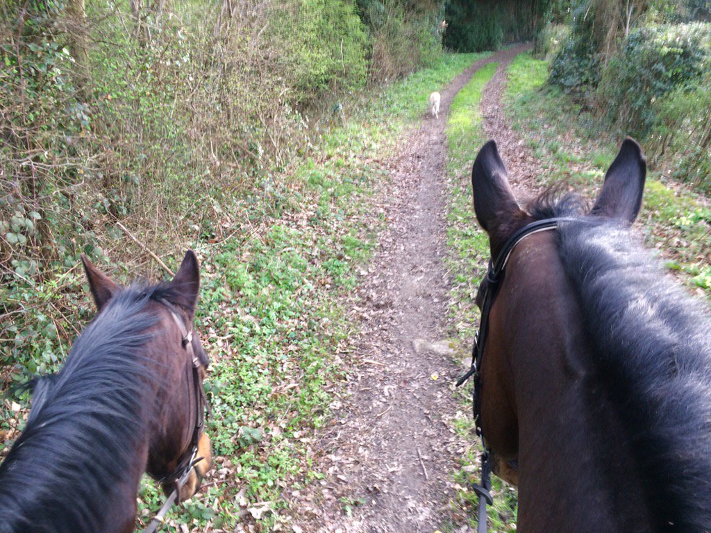 ToniLeese's tweet photo. Lovely evening hack in the sunshine with @littlemzlethal Very well behaved horses and hound! #FollowThatDog 😊🐎☀️🐶 https://t.co/LUIwCXMUzF
