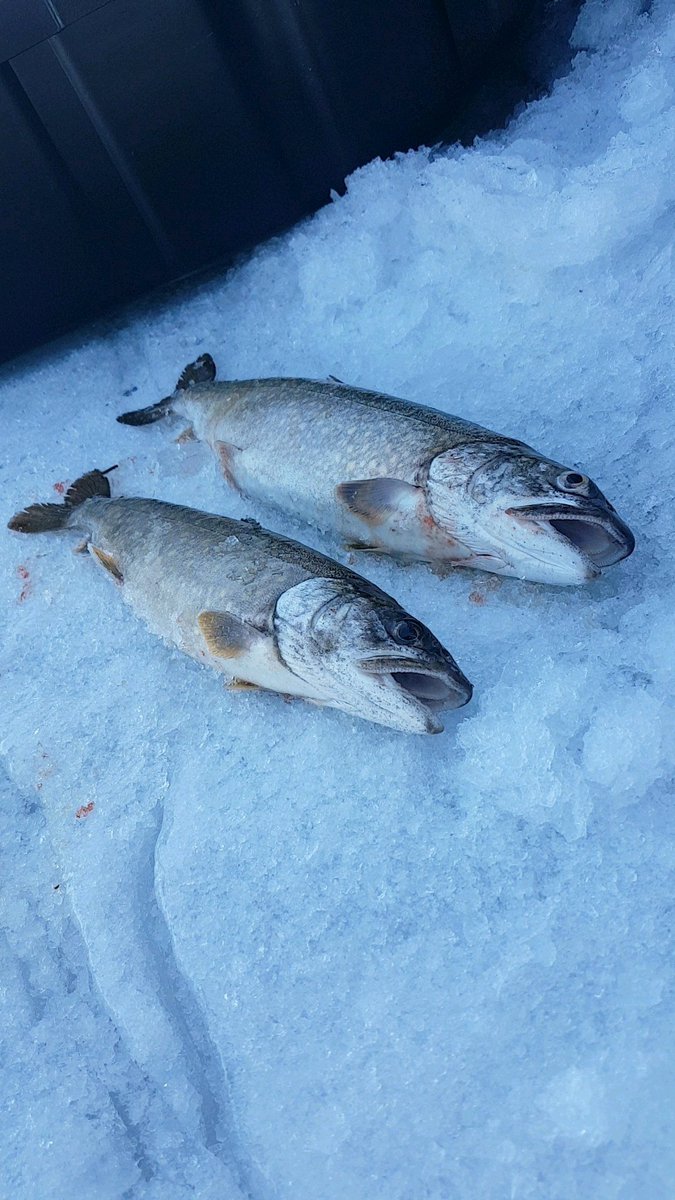 MacFish613's tweet image. On a warm sunny day we managed to each land a small trout. The #lunkerhunt Bento bait got em again! @Lunkerhunt_fish
